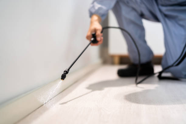 Licensed Wasp Removal service in Wonder Lake, IL - Show Me Pest Control
